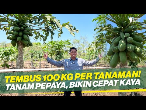 Kebun Pepaya