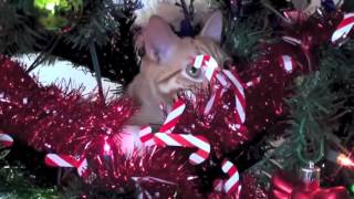 Christmas Tree Cat Defender