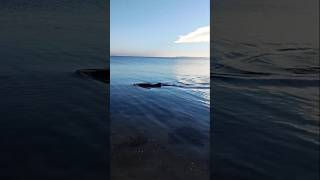 Schweinswale in der Ostsee 🥲 #ostsee #schweinswale #nature #umweltschutz #ocean #wales