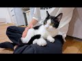 ひざの上が好きすぎる猫たちが次から次へと乗ってくる