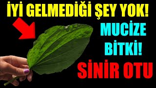 MUCİZE BİTKİ SİNİR OTU! İYİ GELMEDİĞİ HASTALIK YOK!