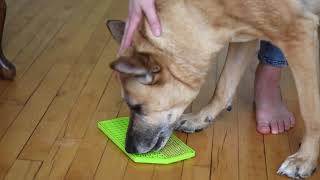 Mighty Paw Dog Lick Pad: A Fun Slow Feeder and Boredom Buster For Your Dog + Lick Mat Recipe screenshot 5