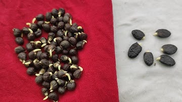 Cách ngâm ủ hạt Đậu Bắp và Mướp Khía chỉ một đêm hạt lên mầm 99%  | Khoa Hien 441