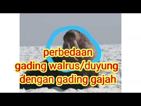 Video: Adakah gading walrus gading?