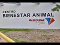 ¿Cómo esta Valledupar en bienestar animal?, Alberto Gutiérrez, de VCV, analiza la situación