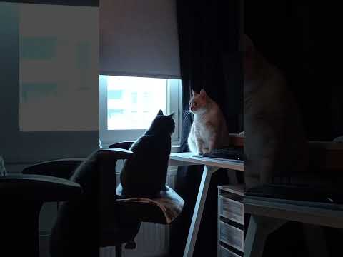 Typical black cat behavior