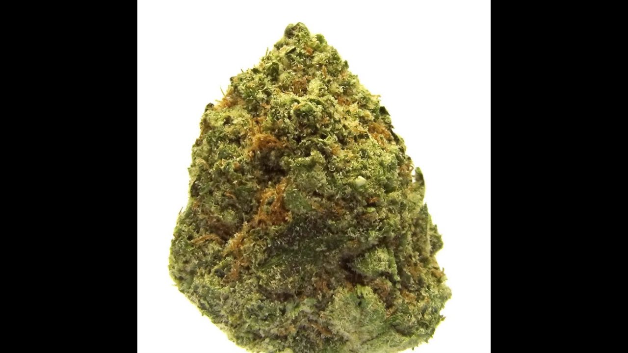 Purple Gold Strain Review!! Medical Cannabis Review