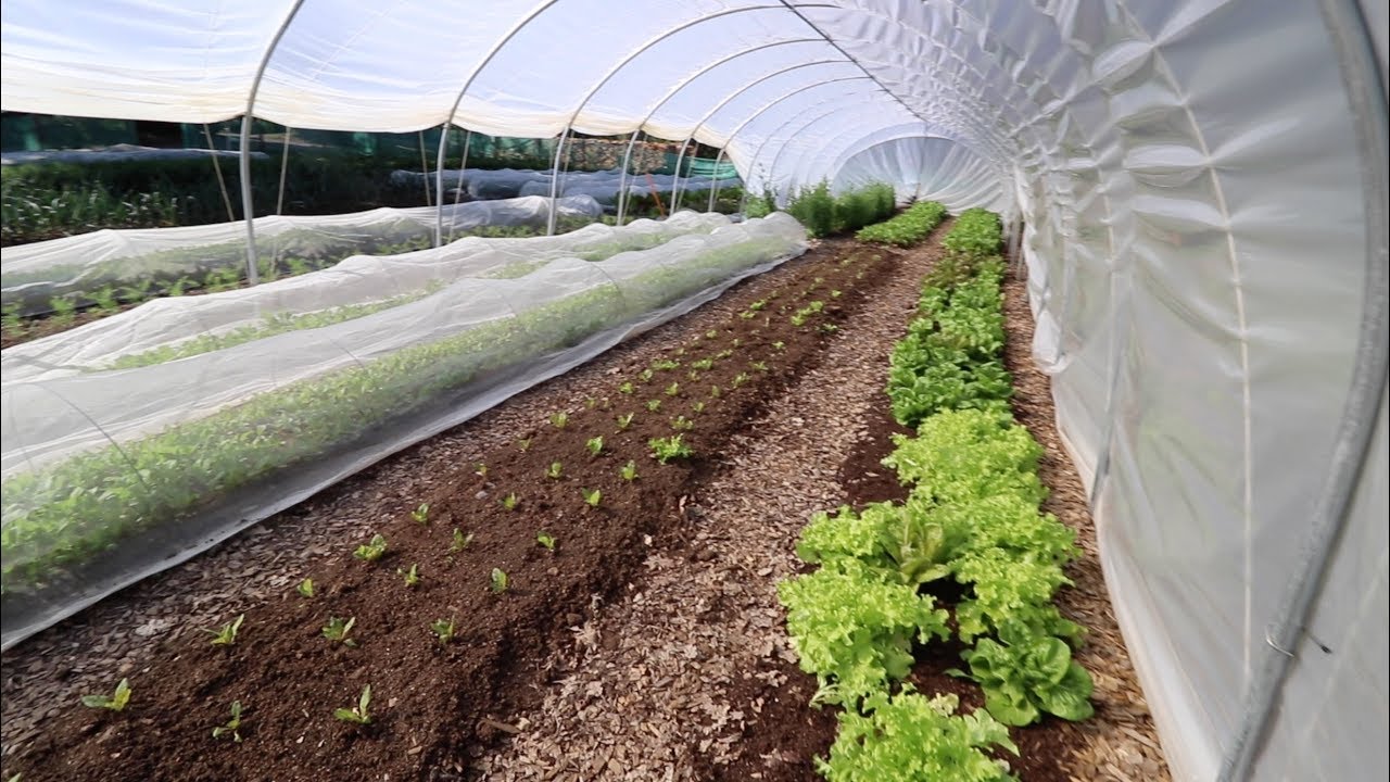 NextLevel Farming The Enhanced Caterpillar Tunnel! YouTube