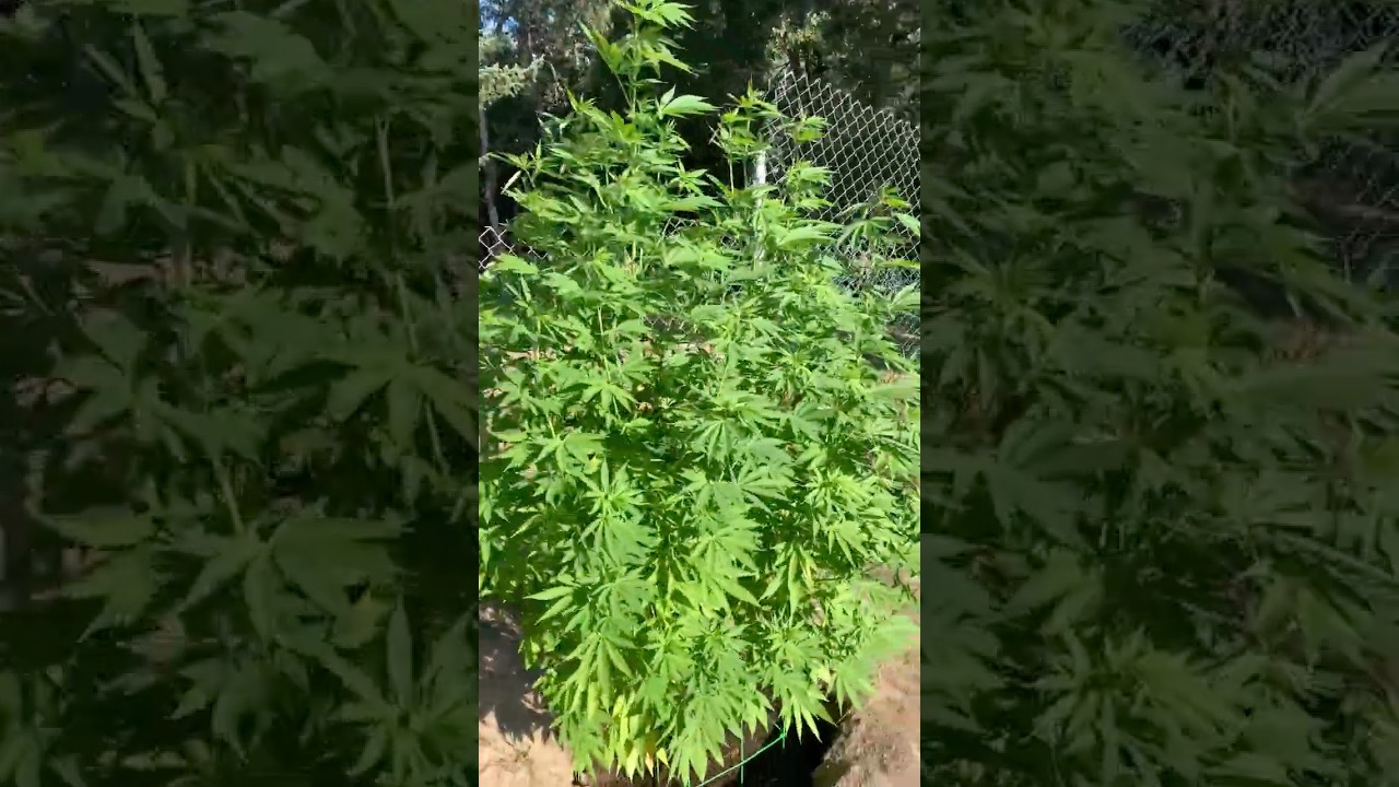 OUTDOOR CANNABIS GARDEN August 4th 😮 