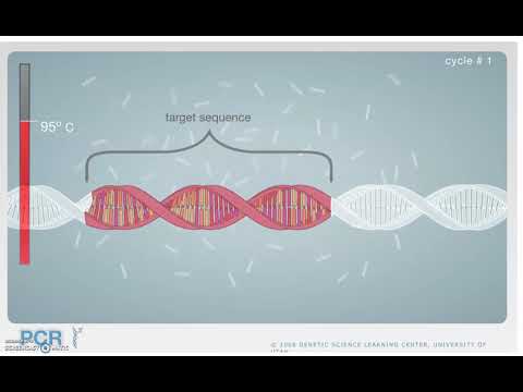 PCR Interactive 2  - Learn Genetics