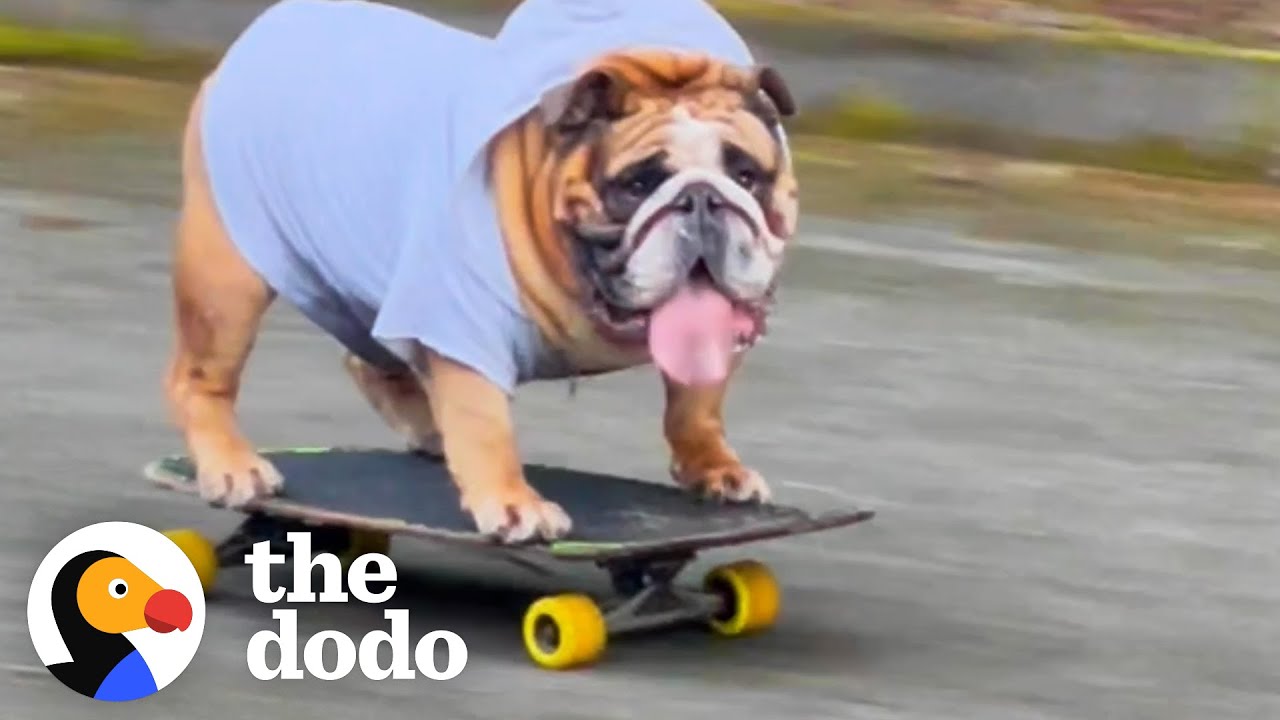 Bulldog Obsessed With His Skateboard Hates When His Parents Try To Take It Away From Him | The Dodo