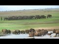 Baby elephants bathing at Udawalawe Elephant Transit Home ! ( First Elephant Transit Home in Asia )