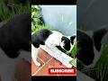 Cat eating the grass 😹🔥#funnycats #petshorts #catdaily #usacats #usashorts