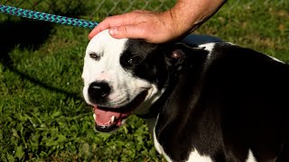 These Michigan Pups Have No Adoption Fee! | WCSX Pet Rescue Project October Update
