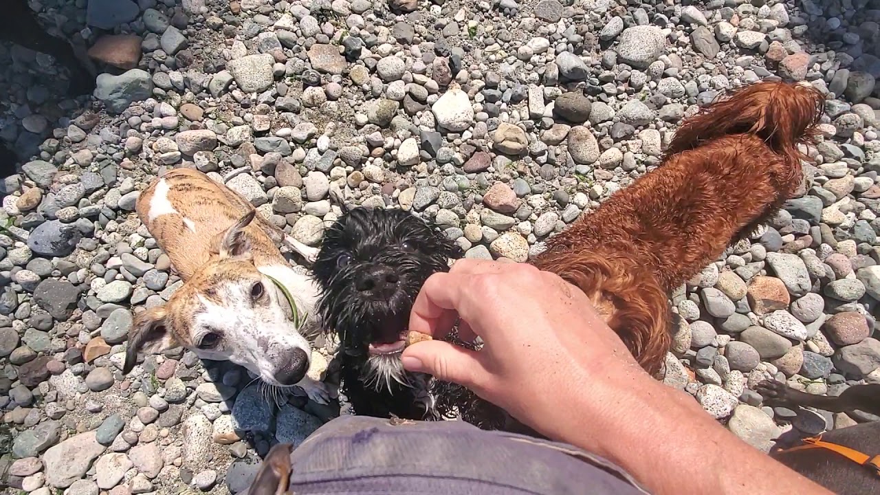 Beach dogs June 1/20 YouTube