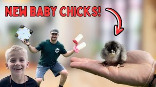 BABY CHICKS Are Here! DIY Chick Brooder HACK and Setup