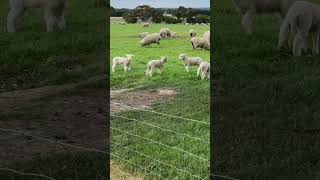 Lamb play fight headbutt massacre #headbutt #lamb #sheep #farm #australia #nature