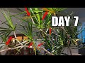 Daily Houseplant Vlog: Watering, Dracaena update