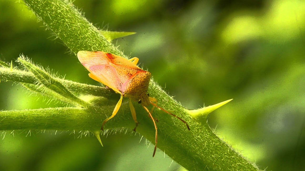 Tree Hopper
