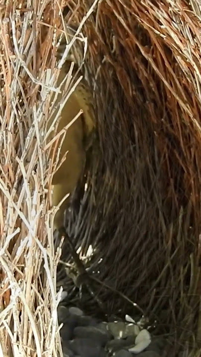 Download lagu Meet the biggest architect in the Animal Kingdom #shorts #architecture #animalkingdom #wildlife