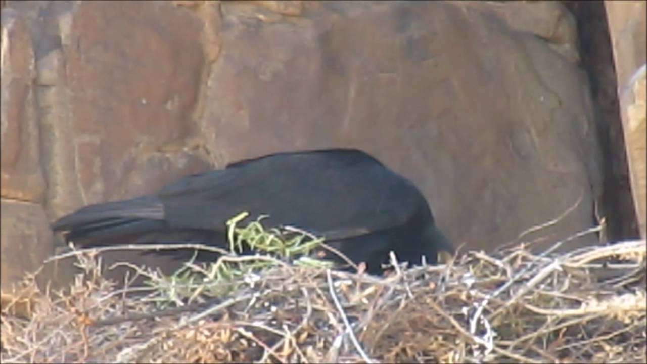 Verreaux's Eagle 