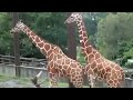 Funny Animals video | Giraffe at Zoo Breeding & Mating Video Scene | Funny Animals Life