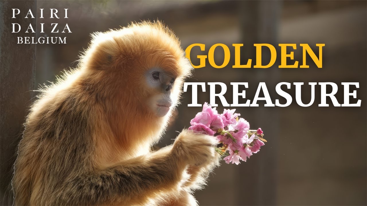 ✨ Moment historique à Pairi Daiza ! ✨