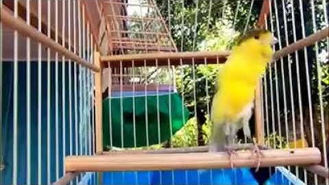 Birds-of-Paradise Project Introduction