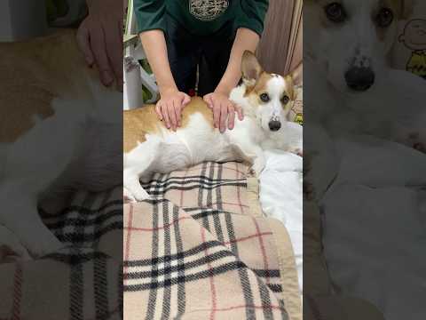 コーギーをマッサージする動画　#コーギー #shorts