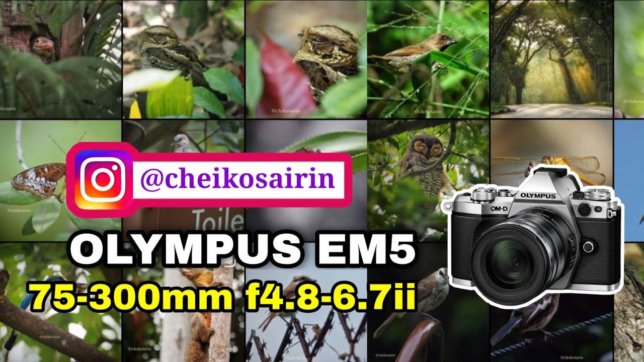 Фотоколлекция птиц Instagram 2020 | OLYMPUS EM5 + 75-300 мм F4.8-6.7 II 