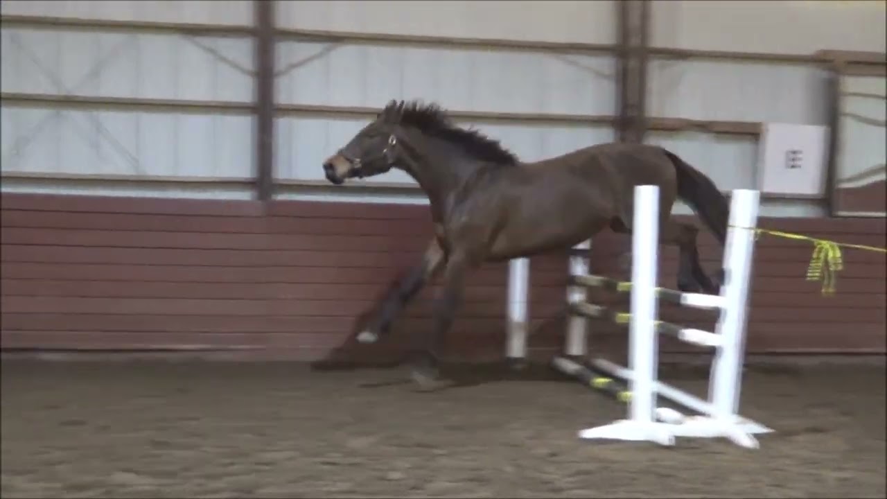 Toulouse - Free Jump