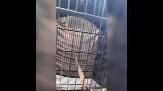 masteran cendet nyembur kunti gereja prenjak