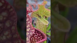 Yellow Jacket falls into Pitcher Plant... Maybe? #shorts
