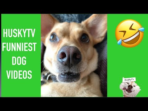 *husky-try-not-to-laugh-*-funny-dogs-compilation-must-watch