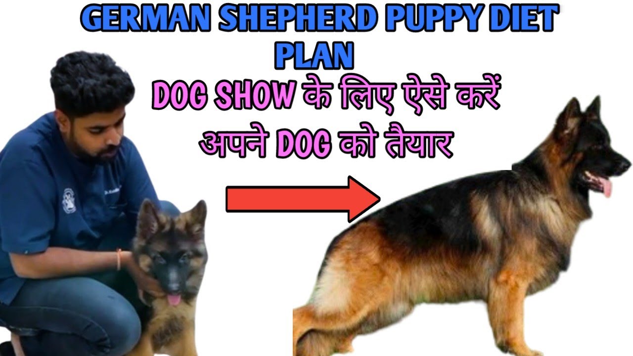 German Shepherd Puppy Diet Plan German Shepherd Dog Show german-shepherd-puppy-diet-plan-german-shepherd-dog-show