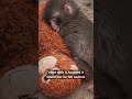 Punch is a baby monkey born at Ichikawa City Zoo who was rejected by his mother right after birth.