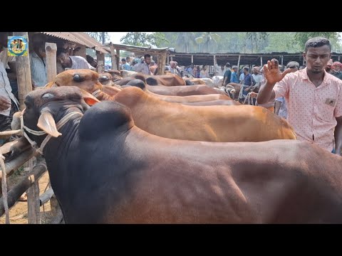 @ 8/10/2026|| মাঝারি সাইজের খামার উপযোগী ষাঁড় গরুর দাম দিনাজপুরের আমবাড়ী হাটে||