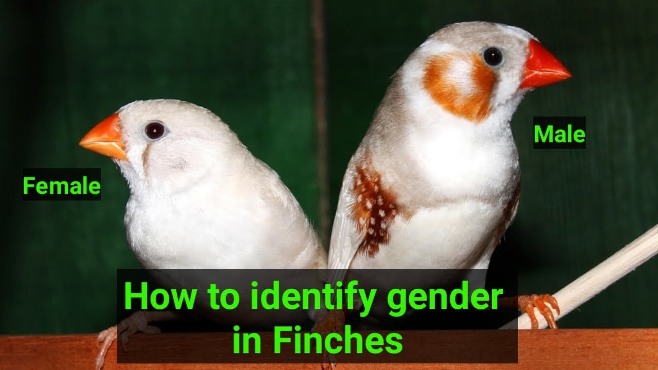 How to identify gender in Finches Tamil YouTube