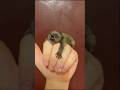 Meet the World's Tiniest Monkey! #animals #cute #shorts #pygmymarmoset