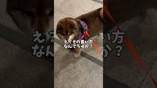 酔っ払いと遭遇した🐕柴犬の話