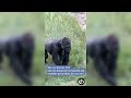 Cheyenne Mountain Zoo's 'gorilla icon' Roxie dies