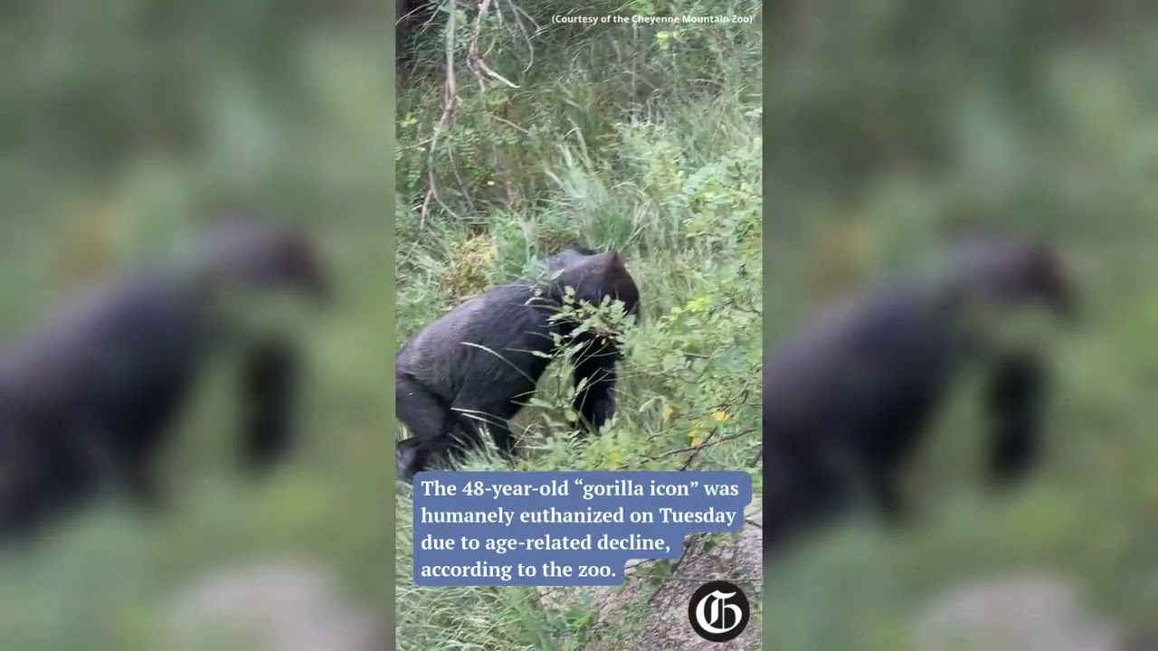 Cheyenne Mountain Zoo's 'gorilla icon' Roxie dies