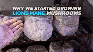 Bulding A Lions Mane Mushroom Farm