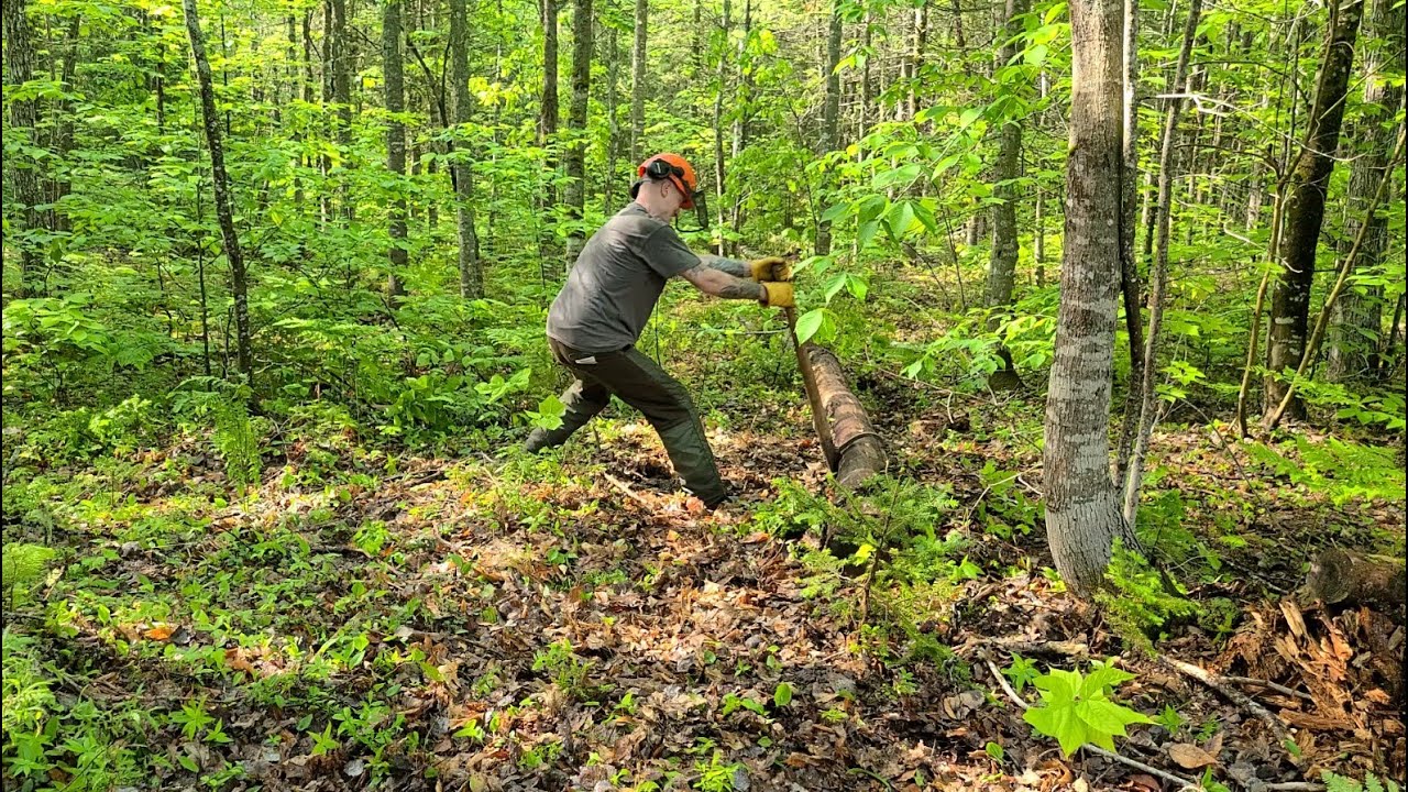 Dead Oak Tree Removal and here comes the heat! - YouTube
