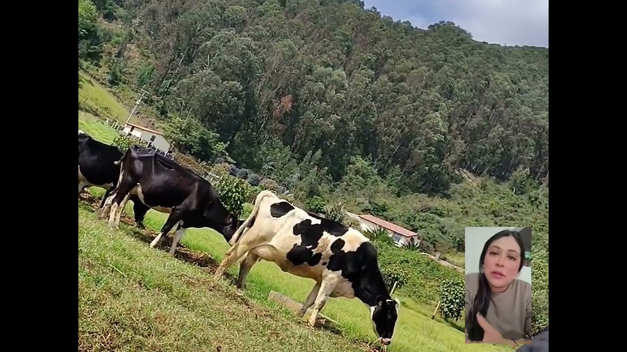 Auditoria interna en bovinos de leche. Elizabeth Corrales Mafla 