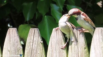 Male house sparrow feeding fledgling