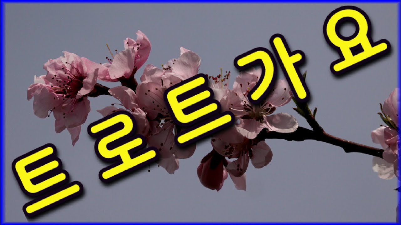 힛트곡모음 노래이미자 ❤️이꽃저꽃배경영상❤️ #경음악 #관광 #디스코 #뽕짝 #가요 #트로트 #쌍쌍가요 (78)