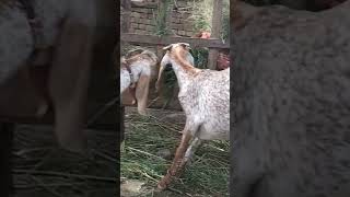AL QUDS GOAT FARM GAGGO MANDI