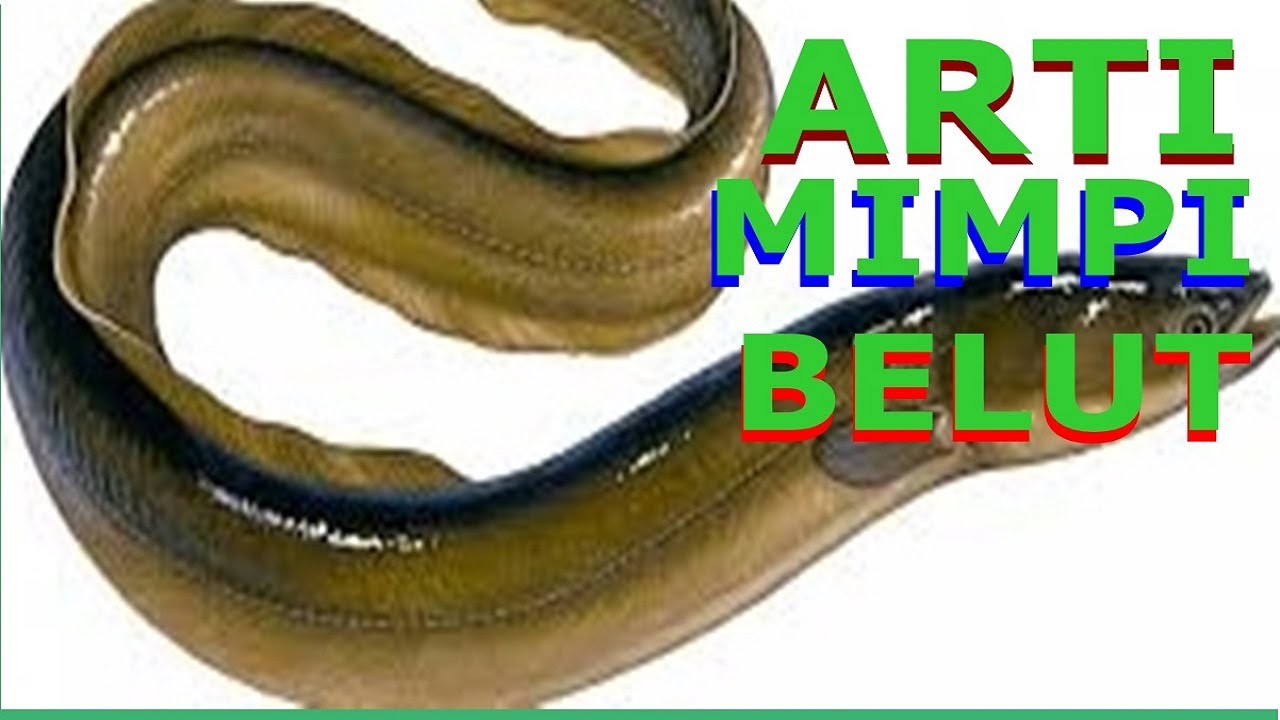 Mimpi Menangkap Belut