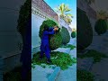 🌿 Satisfying Grass Cutting Transformation | Lawn Mowing Before &amp; After ✂️